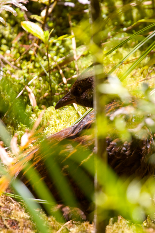 Weka On Forest Floor